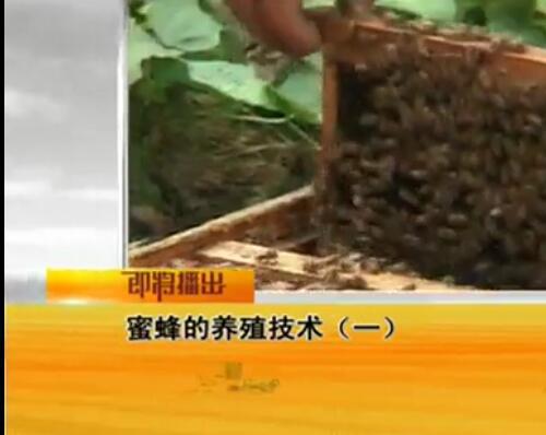 东北黑蜂蜜蜂养殖技术视频教程（2.76G）如何养蜂蜂毒的提取与加工 蜂王浆高产优质技术