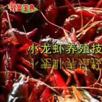 小龙虾养殖饲养新技术大全视频教程教材资料