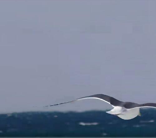 海边海景海鸥捕食无人机航拍海滩沙滩日出日落自媒体短视频素材