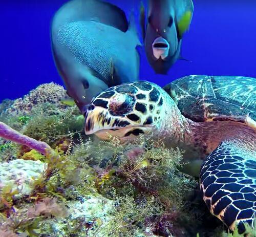 4K海底世界鱼群生活动物生物澳龙大龙虾科普自媒体短视频设计素材