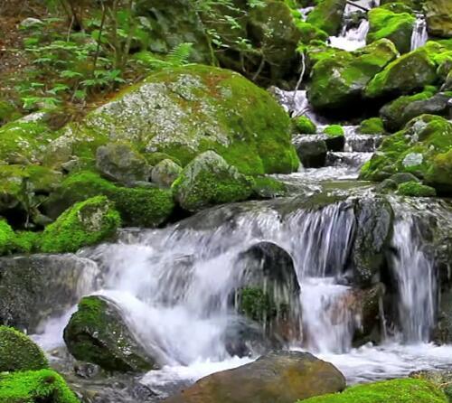 大自然小清新花朵树木溪流绿色生态山间自媒体短视频开头剪辑素材