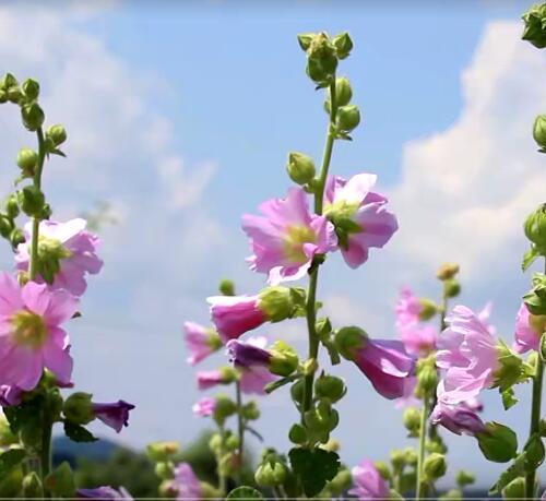 公园种植园植物园鲜花花卉特色镜头抖音快手自媒体短视频剪辑素材