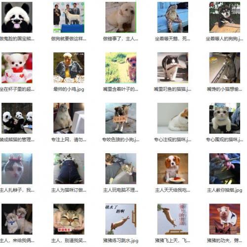 2500张搞笑趣味内涵动物宠物猫咪狗鸭子动态静态GIF图片自媒体剪辑素材