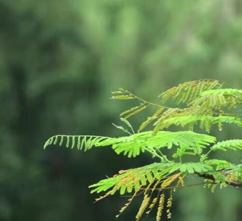 下雨天雨滴打伞雨水季滴落空境情感孤独唯美意境屋檐下短视频素材